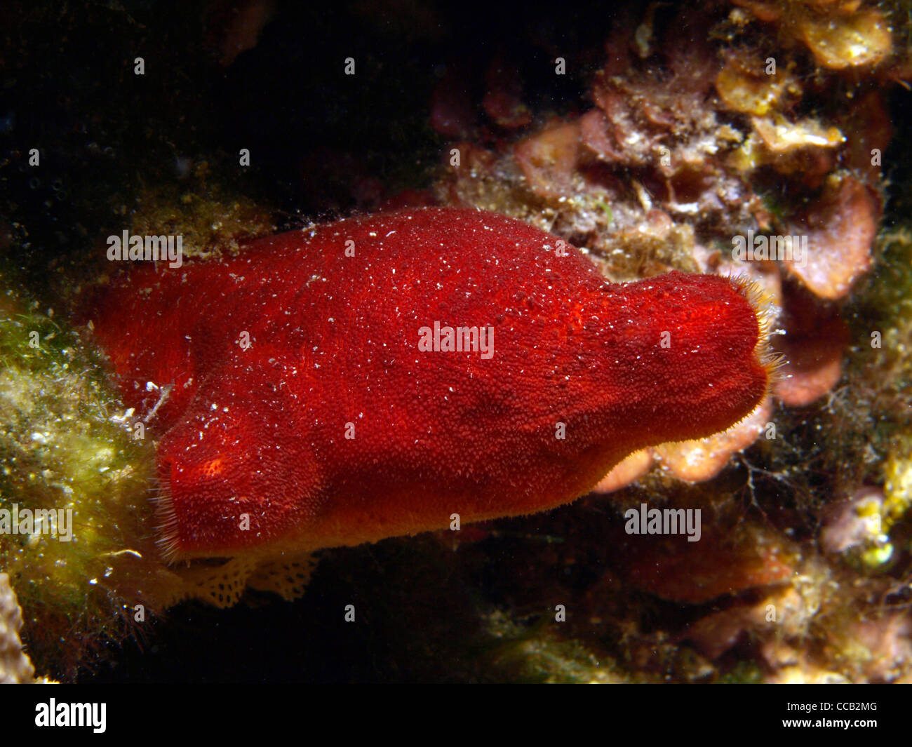 red actinia papillosa in the mediterranean Stock Photo