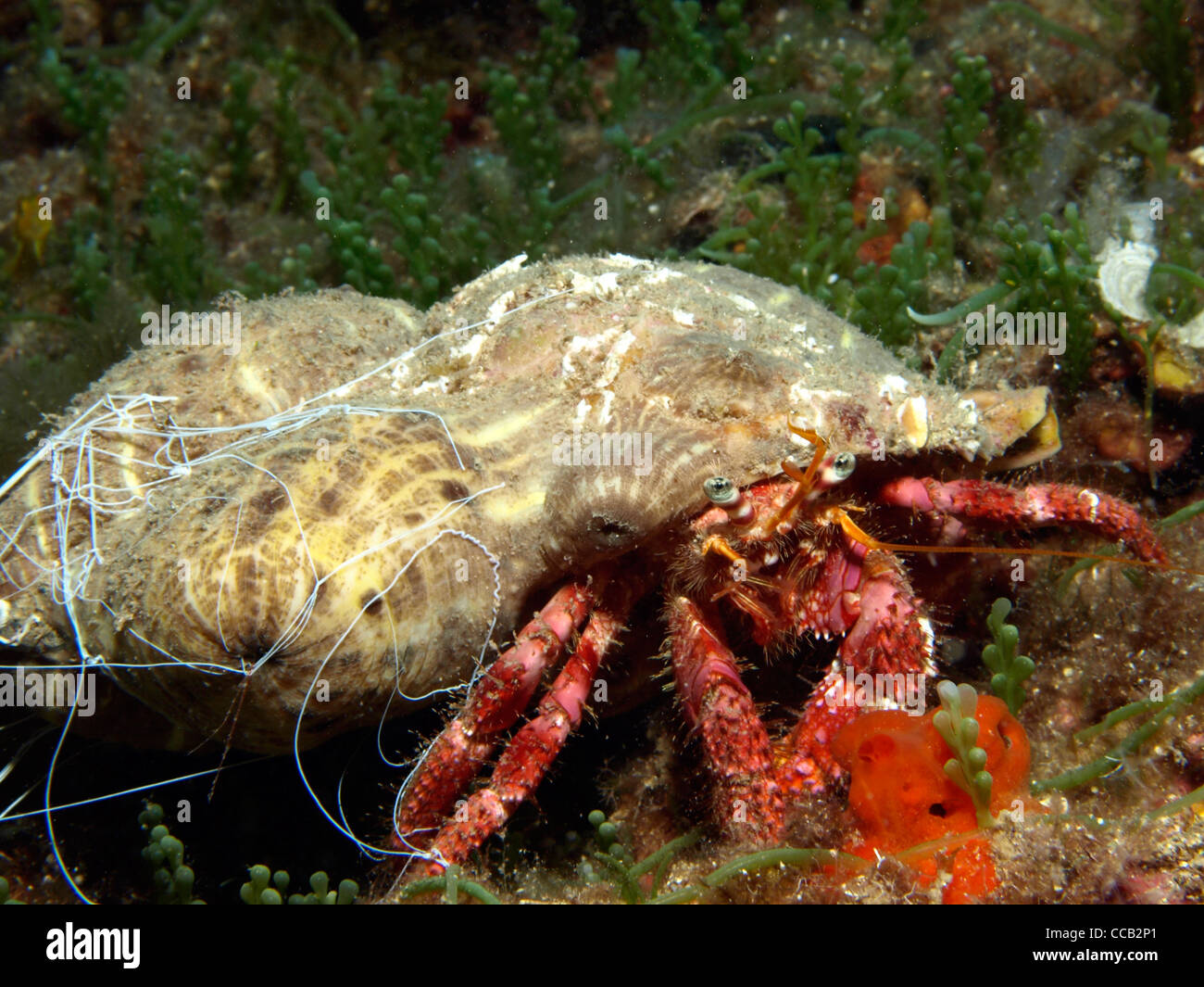 great hermit crab Stock Photo - Alamy