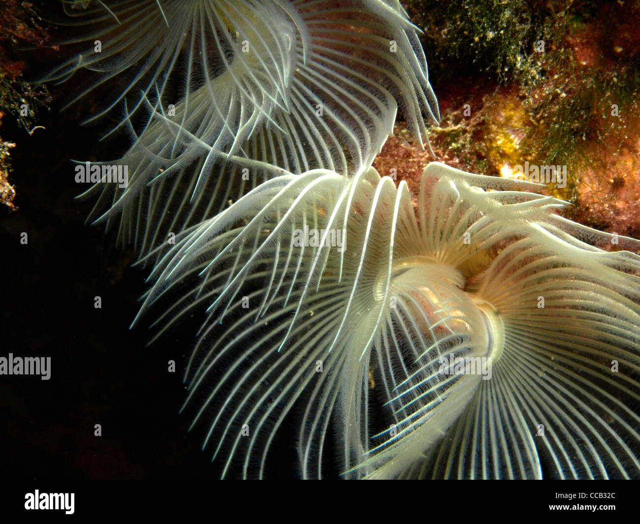 flowers of the ocean Stock Photo - Alamy