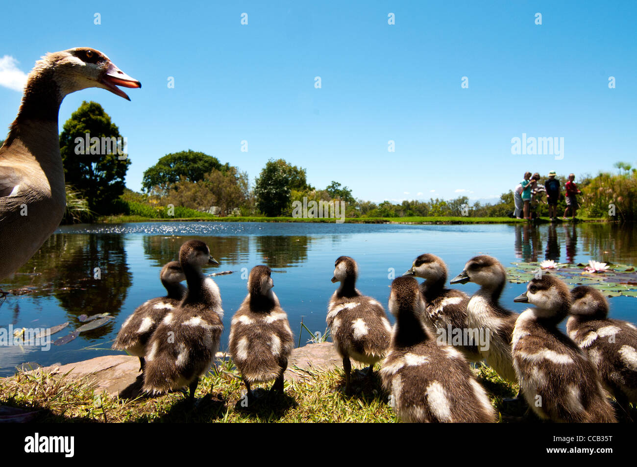 Egyptian geese in the Kirstenbosch Botanical Garden Duck Pond, Cape Town, South Africa Stock Photo