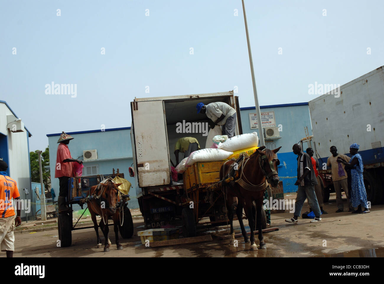 Ice sacks being loaded on to horse-drawn carts to be transferred onto fishing canoes,  M'bour, Senegal. Stock Photo