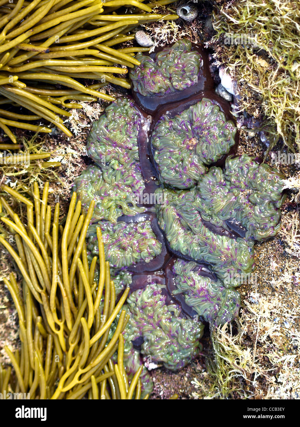 flowers of the ocean Stock Photo - Alamy