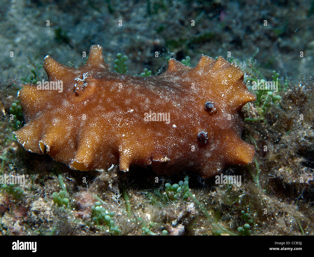 nudibranches in the mediterranean sea Stock Photo