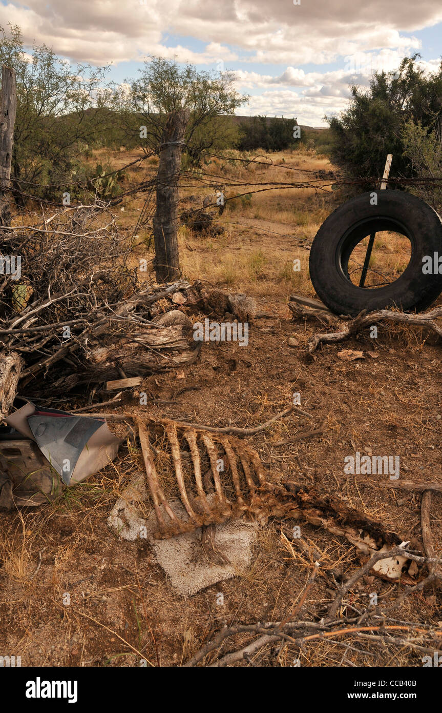Animal parts are left at an illegal dumping site in Sahuarita, Arizona, USA, in the Sonoran Desert. Stock Photo