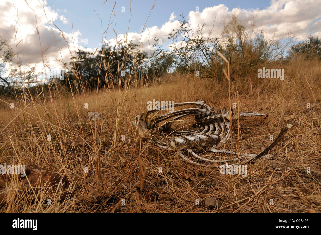 Animal parts are left at an illegal dumping site in Sahuarita, Arizona, USA, in the Sonoran Desert. Stock Photo