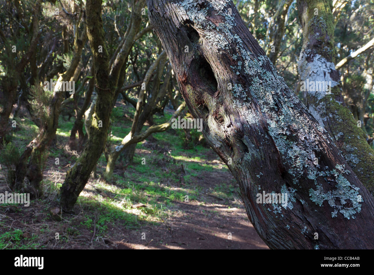 Lichen and moss growing on cedar trees in the Teno Alto area of