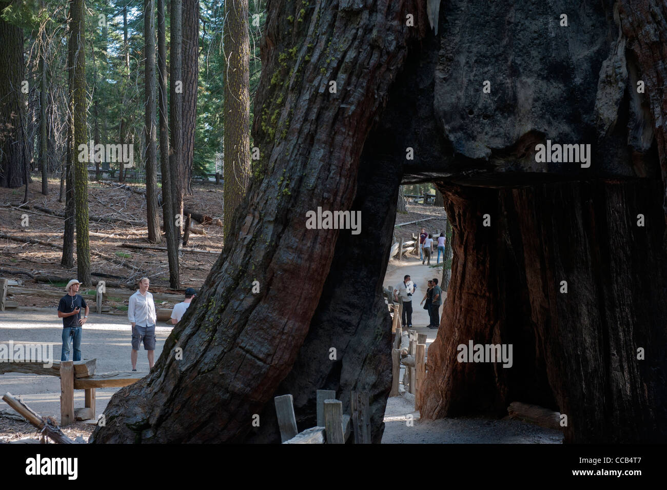 California Tunnel Tree. Mariposa Grove. Giant Sequoia Groves. Yosemite National Park. California. USA Stock Photo