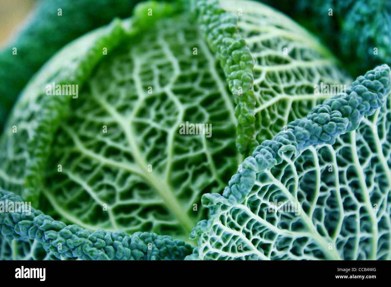 Savoy cabbage, closeup Stock Photo