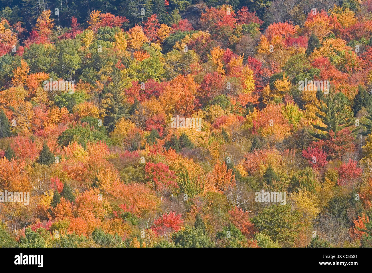 Richmond Vermont VT colorful fall foliage on hillside Stock Photo