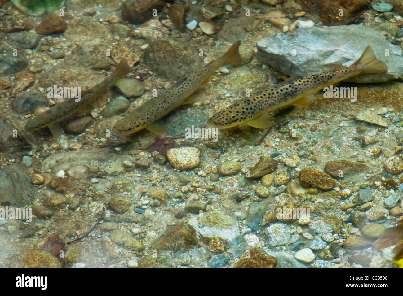 trout reproduction period Stock Photo Alamy