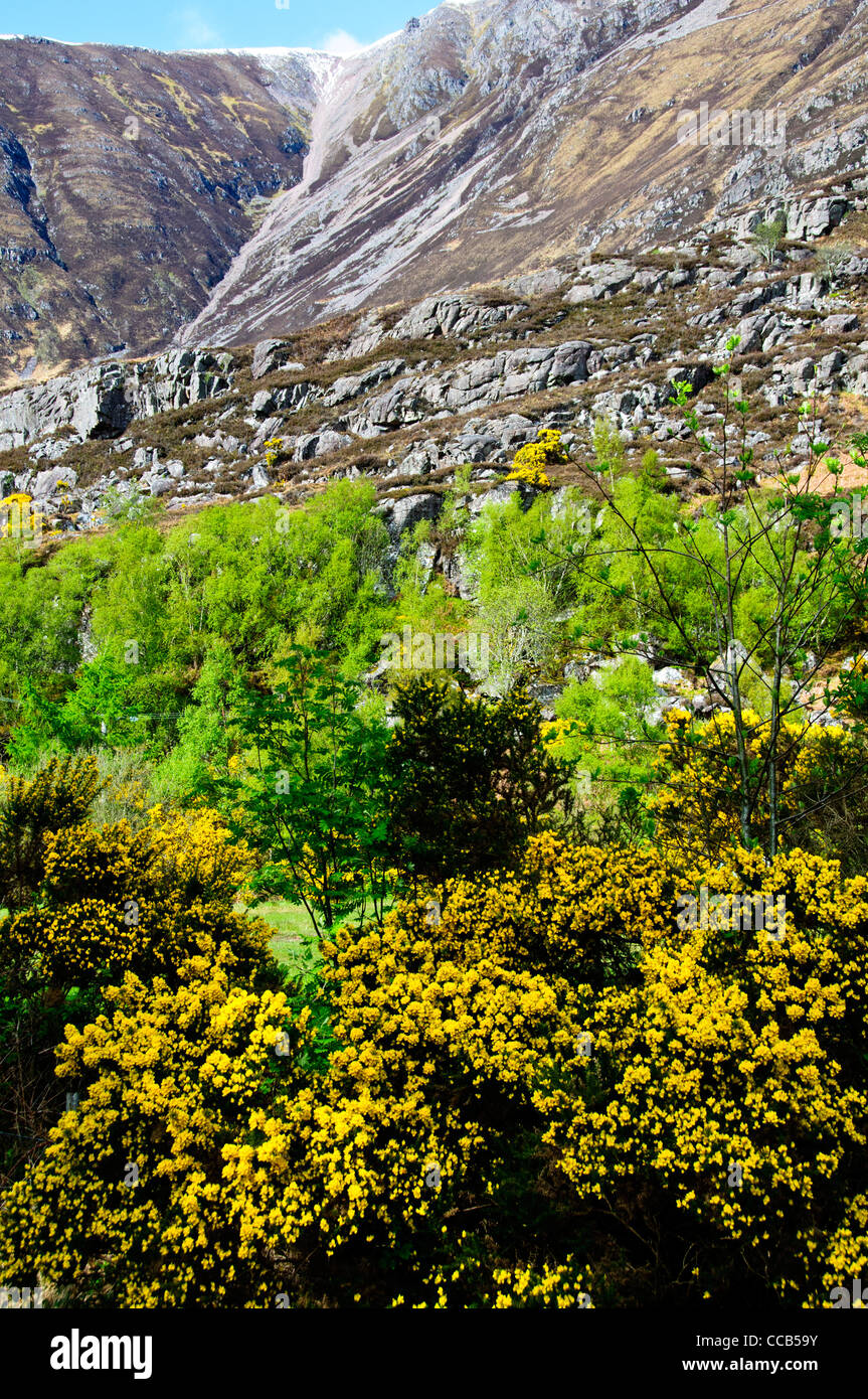 Beinn Aligan,Torridon,Wester Ross,Highlands,Yellow Gorse in Flower