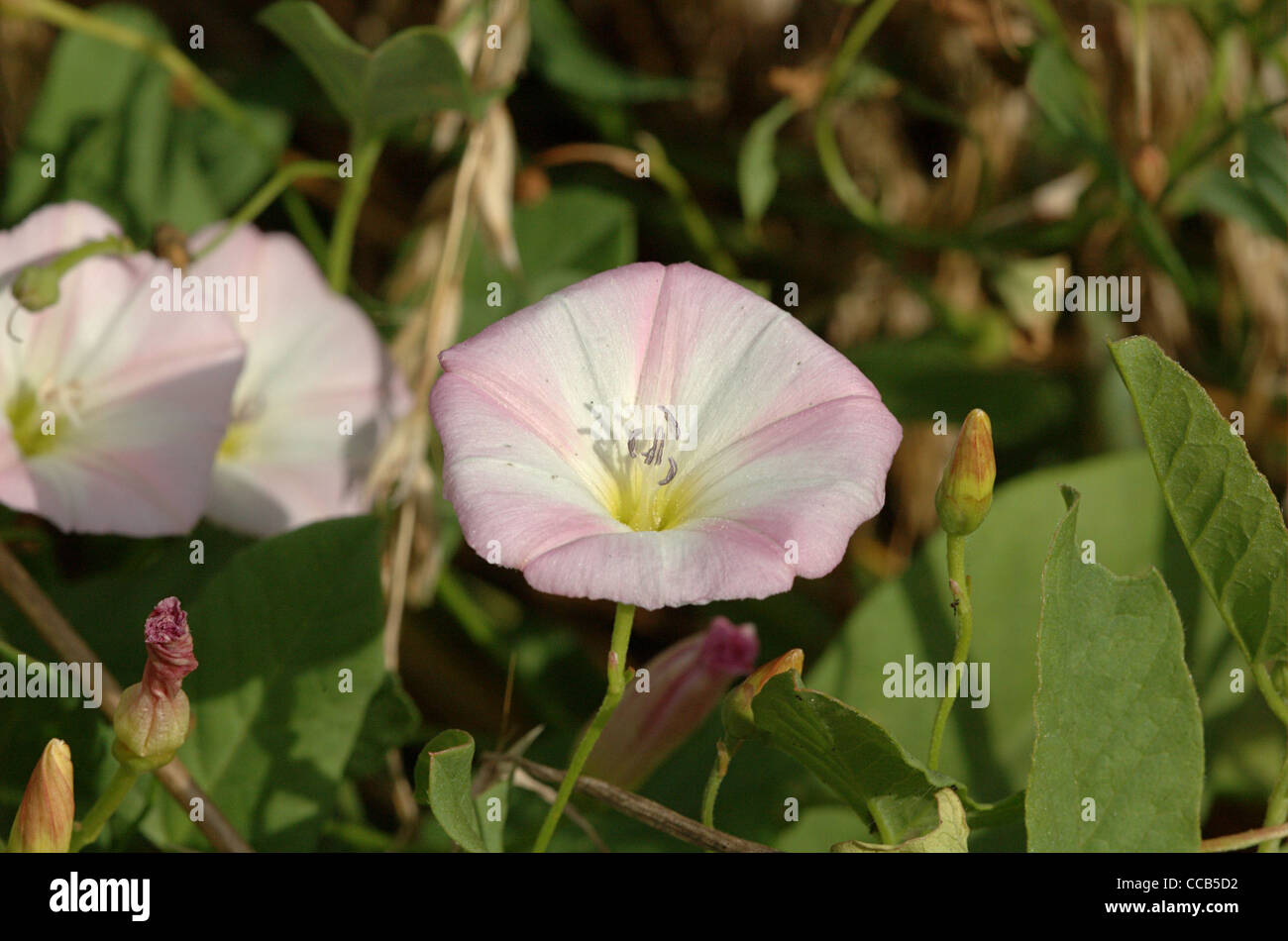 Field bindweed, Convolvulus arvensis, flowers Stock Photo Alamy