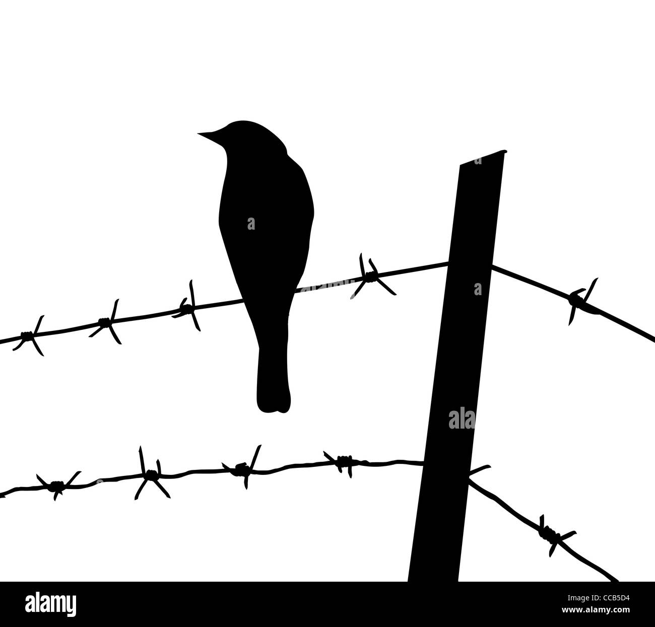 vector silhouette of the bird on barbed wire Stock Photo