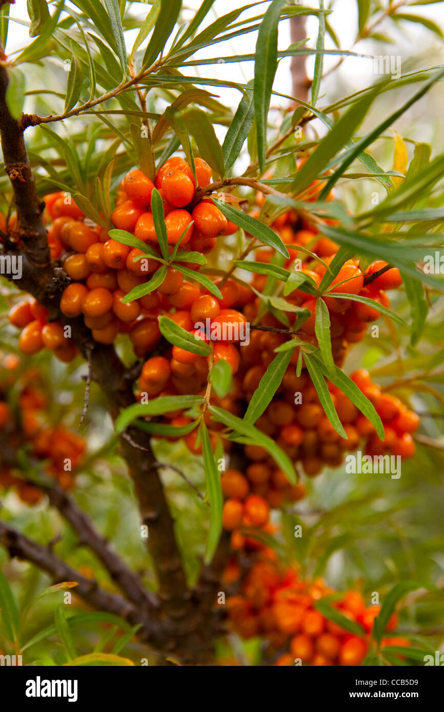 Close-up of delicious and healthy ripe sea-buckthorn berries Stock Photo