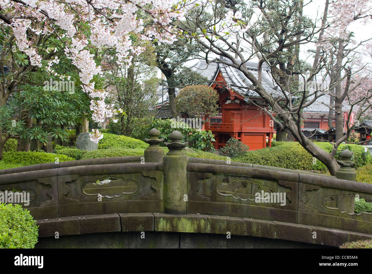 Sakura blossom in Japanese garden with temple Stock Photo