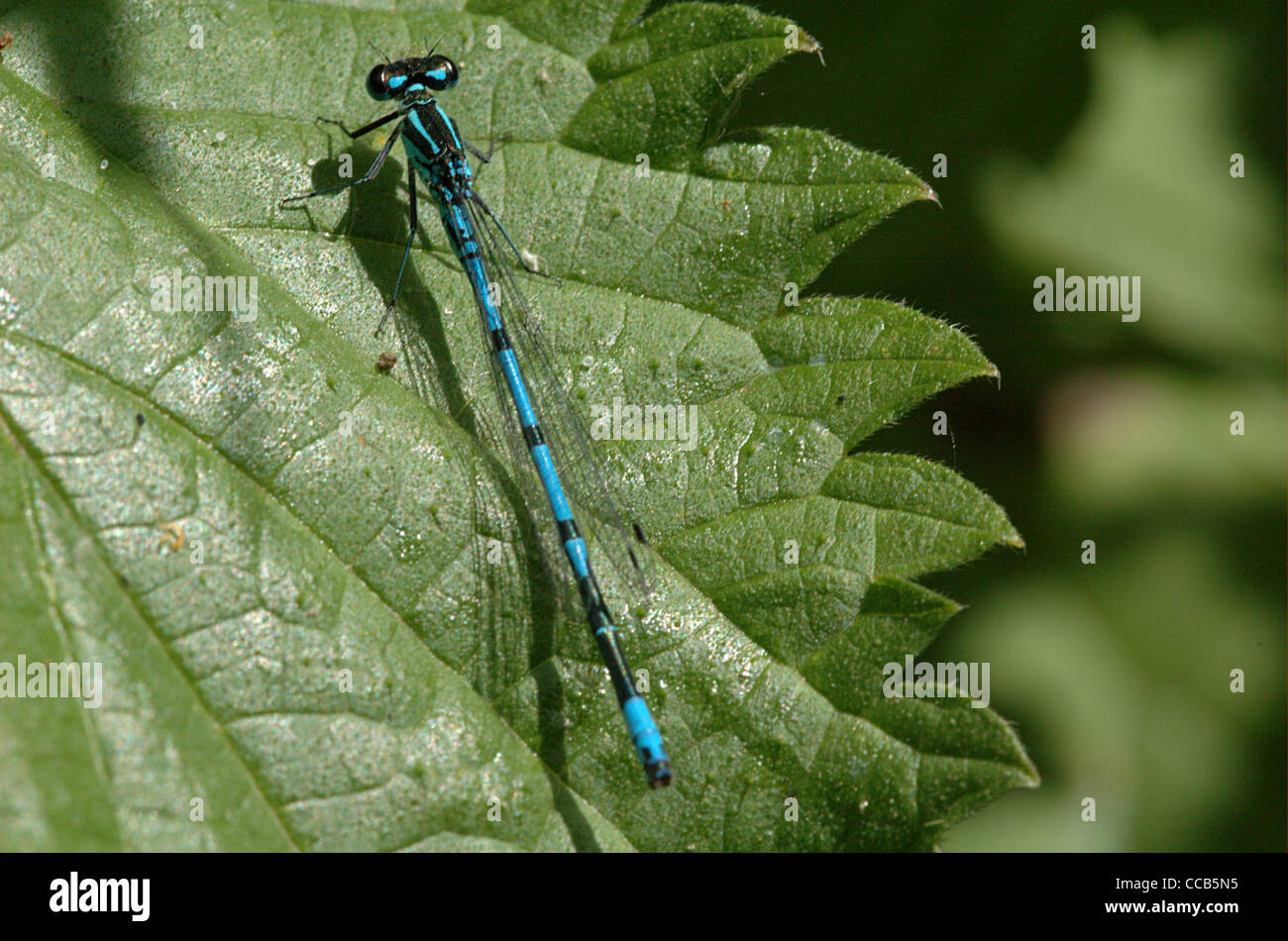 Azure Damselfly, Coenagrion puella, male Stock Photo - Alamy