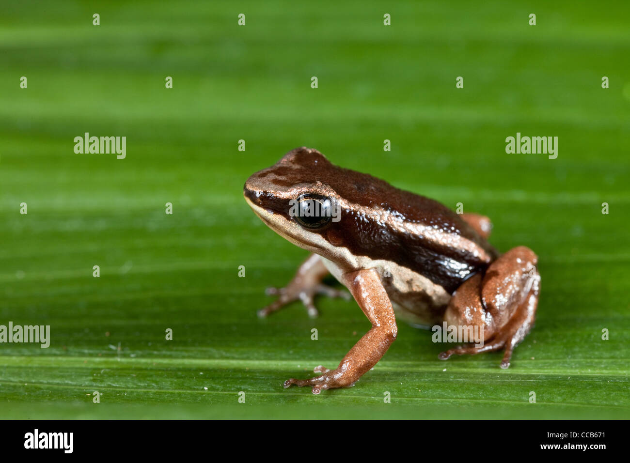 rocket frog in amazon rain forest tropical exotic amphibian Colostethus talamancae Stock Photo