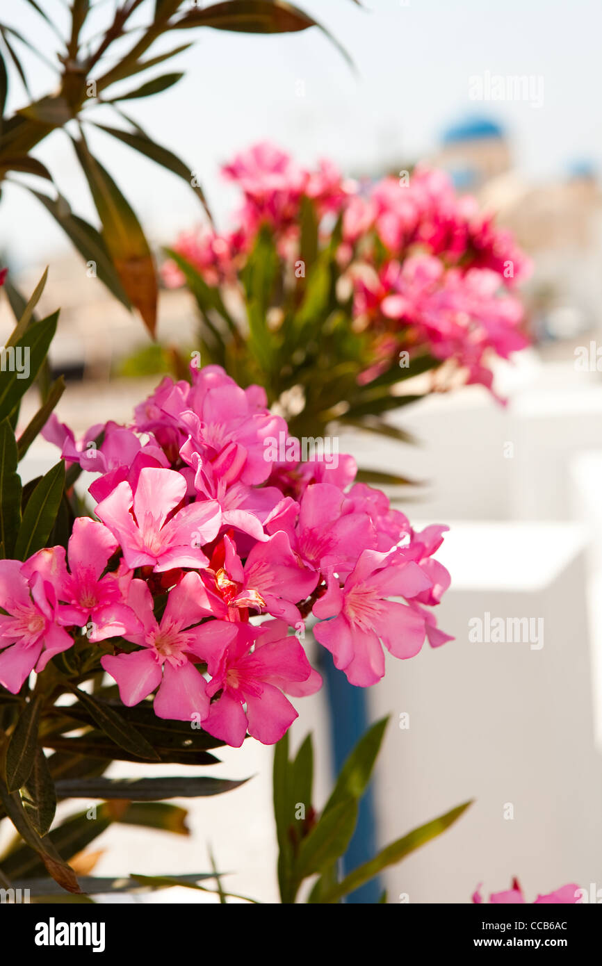 Closeup of pink flowers in Perissa, Santorini, Greece. Church domes in