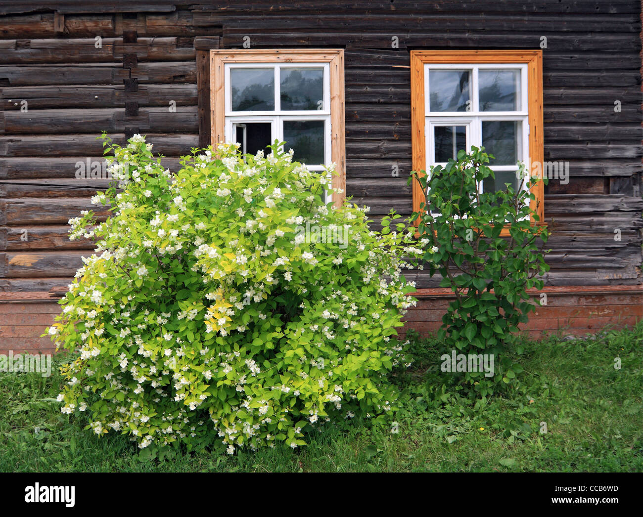 flowering bush near wooden building Stock Photo