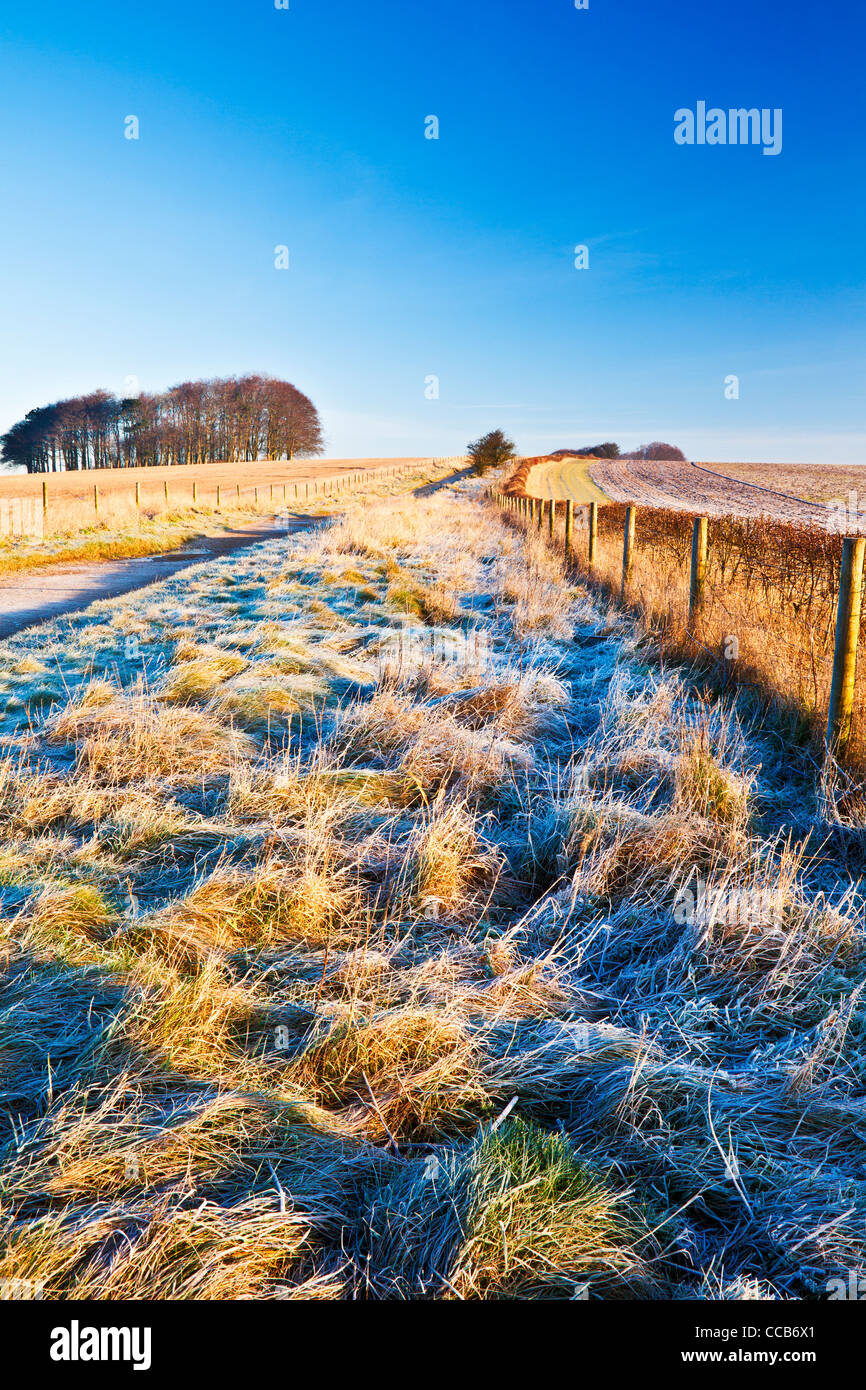 A frosty winter morning over the Ridgeway long distance path at Hackpen Hill, Wiltshire, England, UK Stock Photo