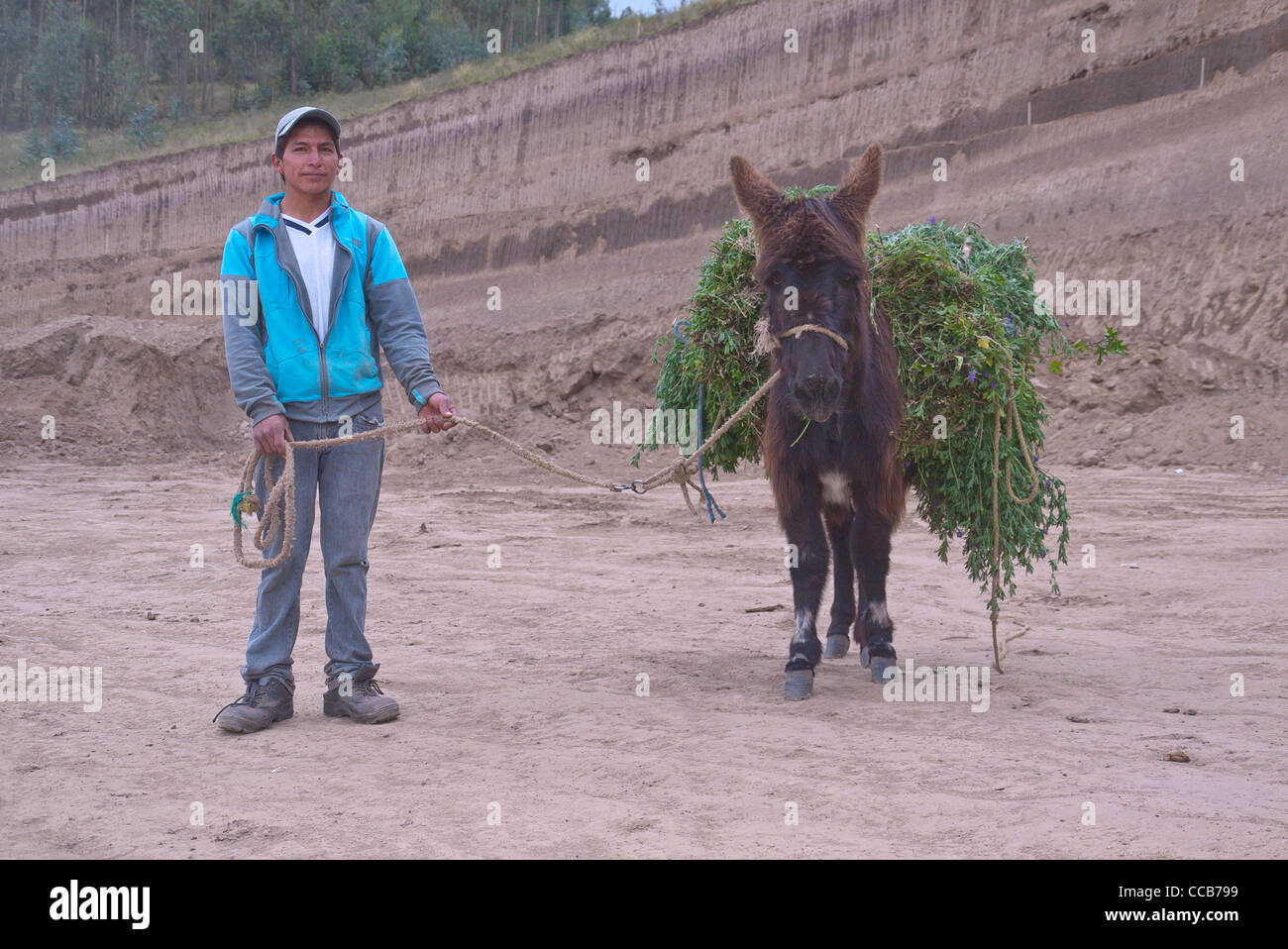 A twenty year old with his mules on the side of the road with a load of fresh cut grain for animals. Stock Photo