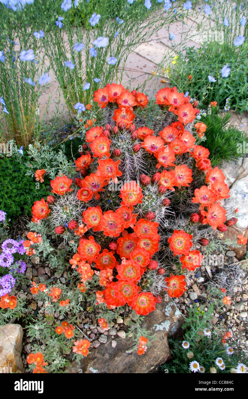 Companion plants hires stock photography and images Alamy