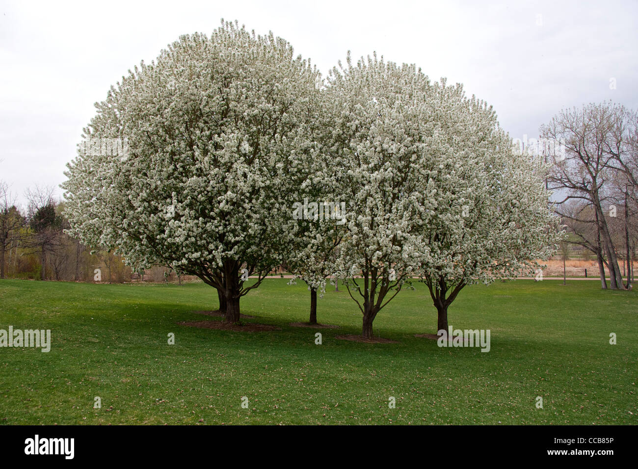 Spring Snow Crabapples in full bloom. Stock Photo