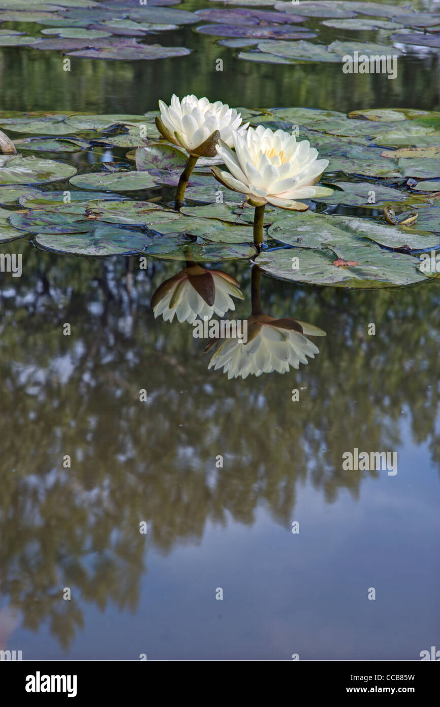 Reflected Gonnere Water Lily Stock Photo