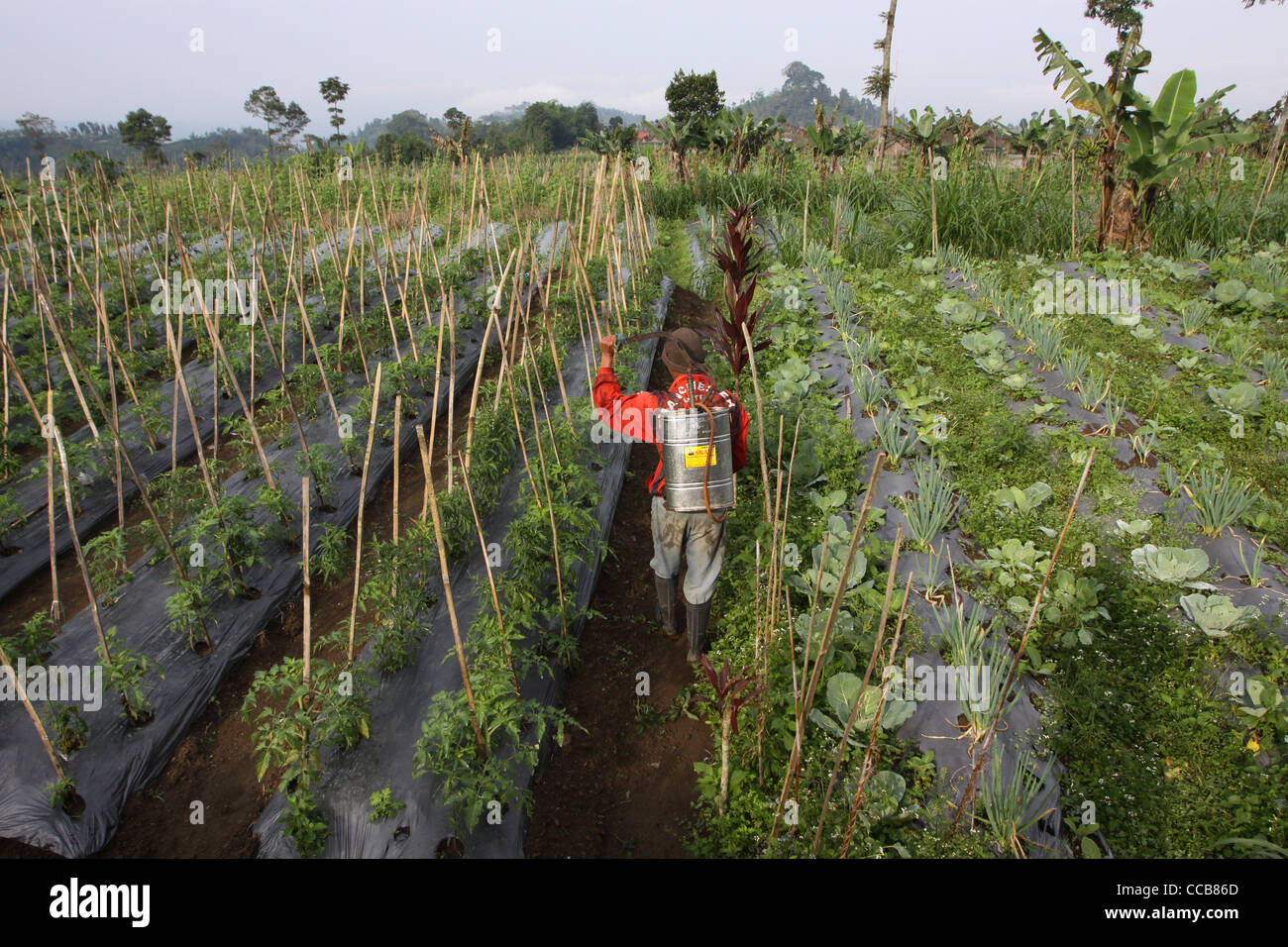 farmer spraying pesticide farm fields Yogyakarta Indonesia Stock Photo