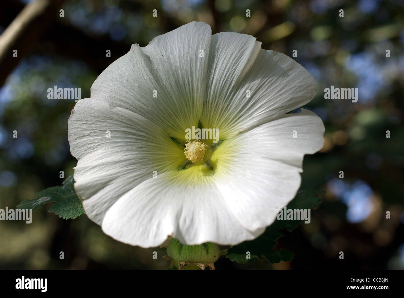 Flower in Ethiopia Stock Photo