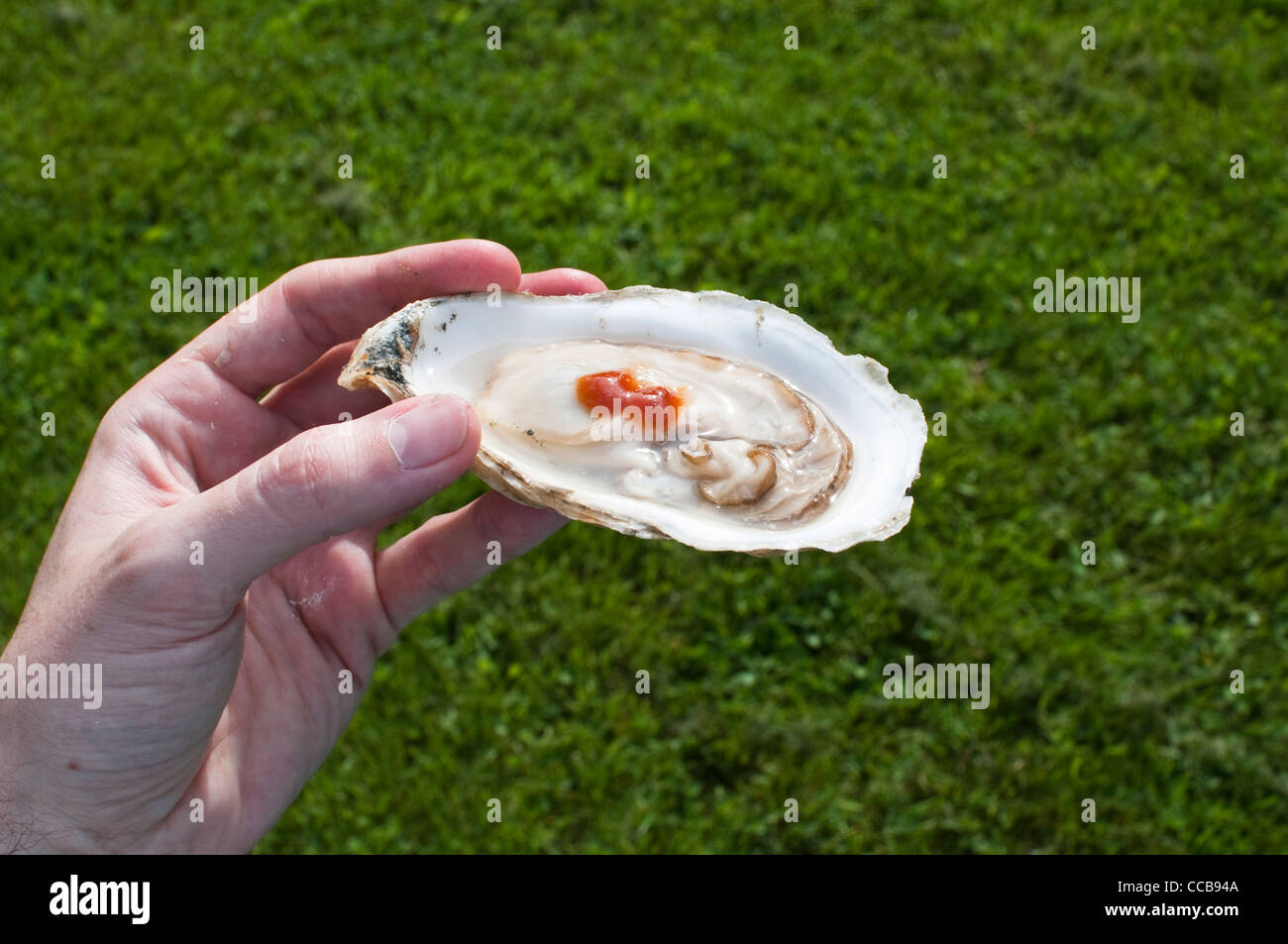 Eating a freshly shucked oyster with tabasco from Glidden Point Oyster Sea Farm in Maine, USA. Stock Photo