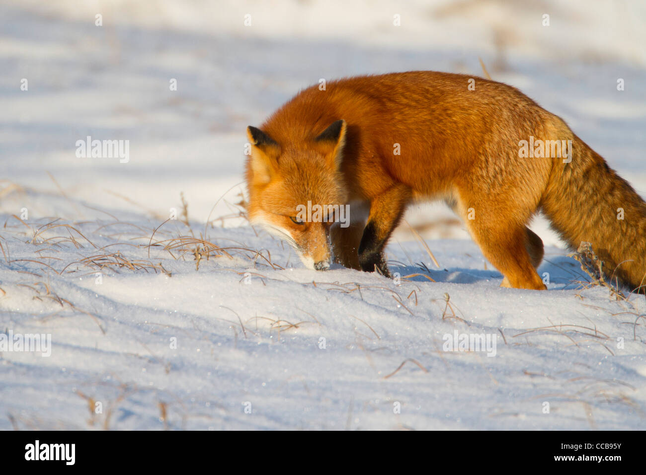 Red Fox (Vulpes vulpes) hunting in the arctic snow near Prudhoe Bay, North Slope,   Alaska in October Stock Photo