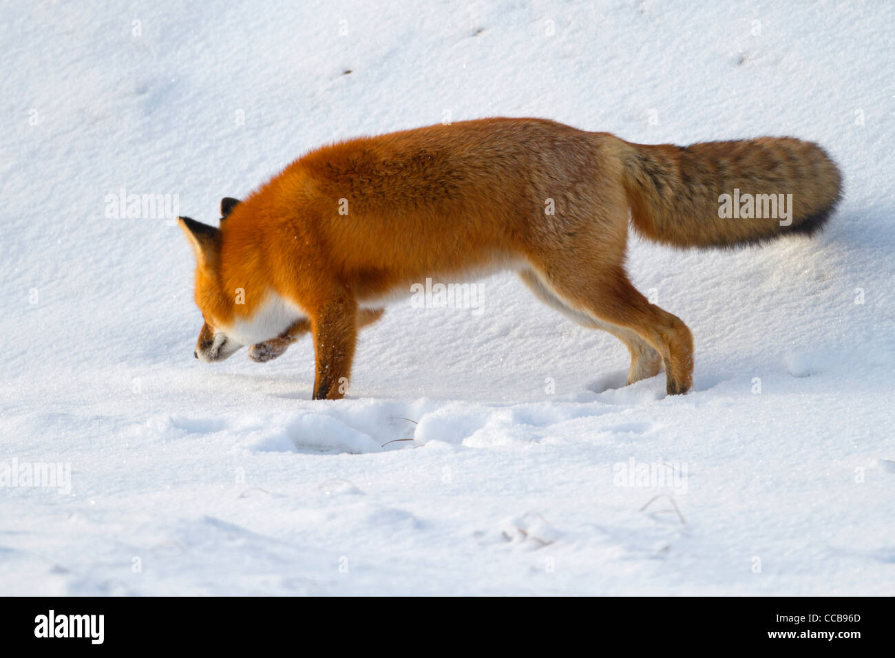 Red Fox (Vulpes vulpes) hunting in the arctic snow near Prudhoe Bay, North Slope,  Alaska in October Stock Photo