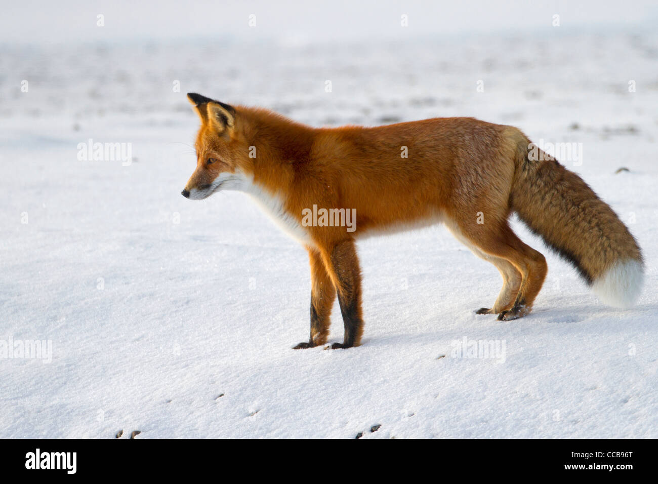 Red Fox (Vulpes vulpes) hunting in the arctic snow near Prudhoe Bay, North Slope,   Alaska in October Stock Photo