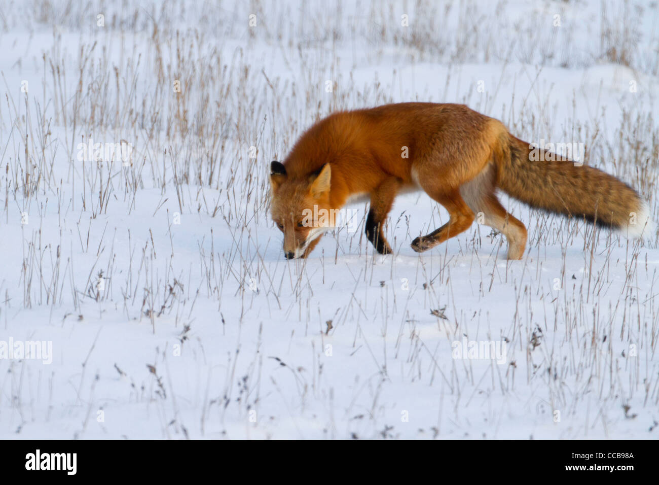 Red Fox (Vulpes vulpes) hunting in the arctic snow near Prudhoe Bay, North Slope, Alaska in October Stock Photo