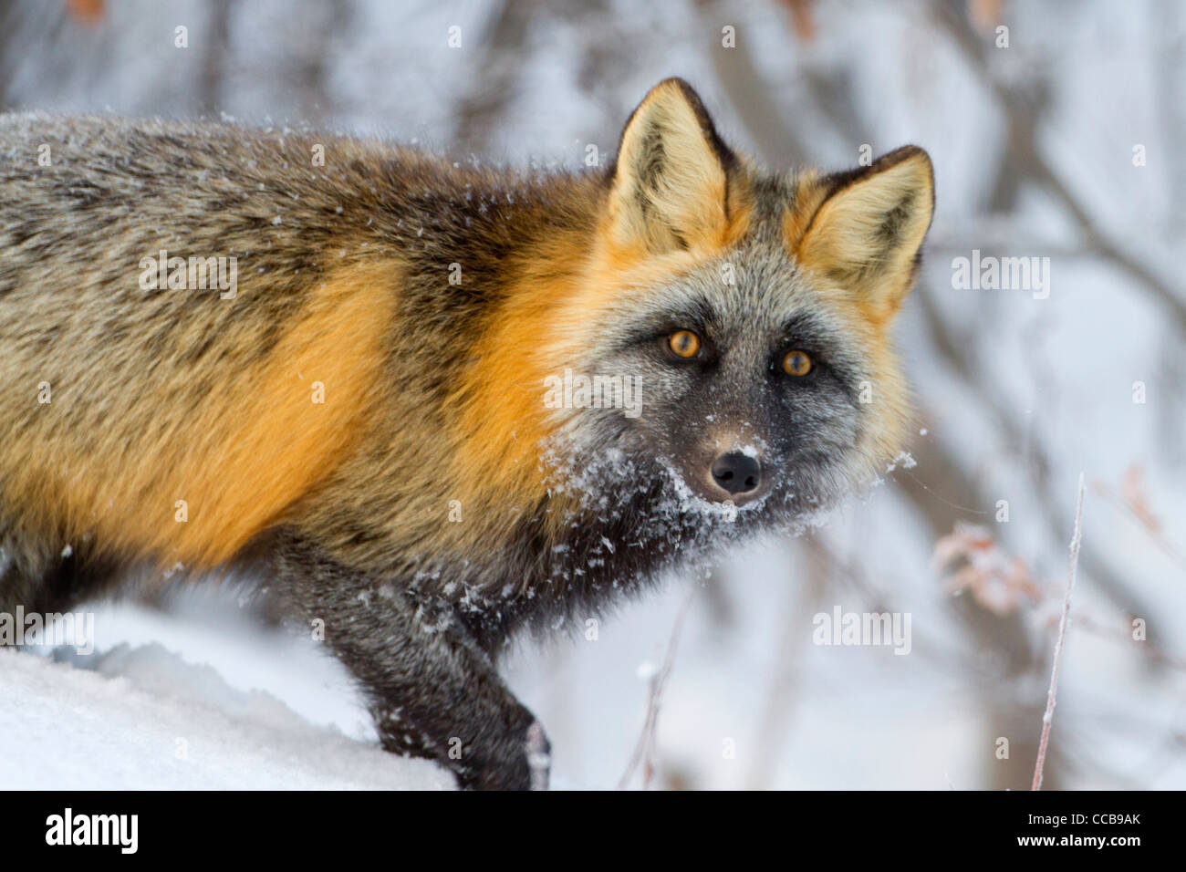 Cross Fox (Red Fox, Vulpes vulpes) hunting in the arctic snow near Prudhoe Bay, North Slope, Alaska in October Stock Photo