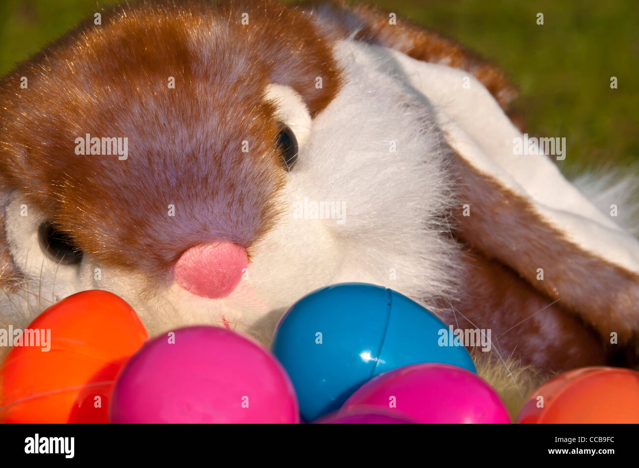 Easter bunny closeup behind pile of plastic colored Easter eggs Stock Photo