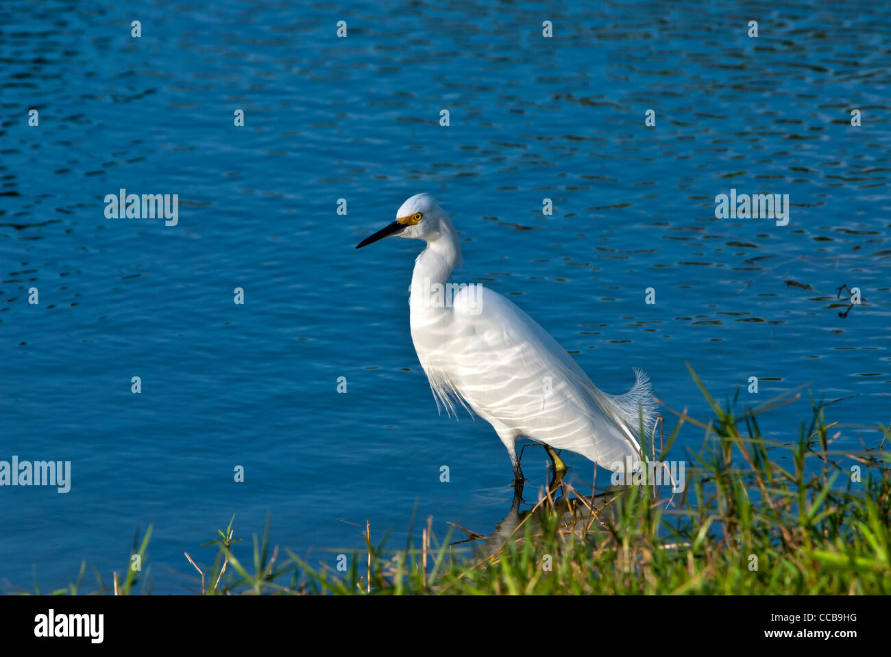 Snowy egret (Egretta thula) portrait pt Florida bird in Everglades National Park Stock Photo