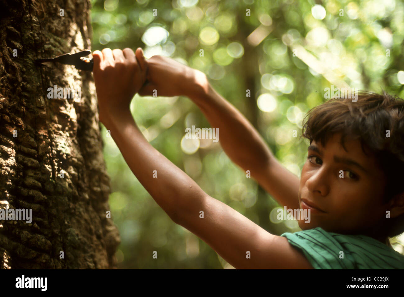 Seringueiro, rubber tree tapper