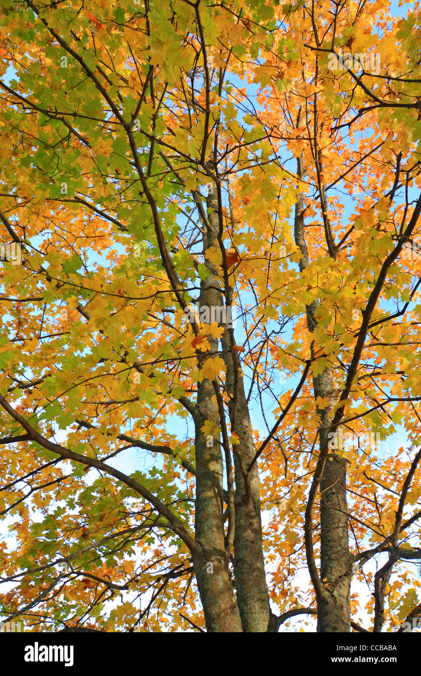 yellow sheet on autumn maple Stock Photo