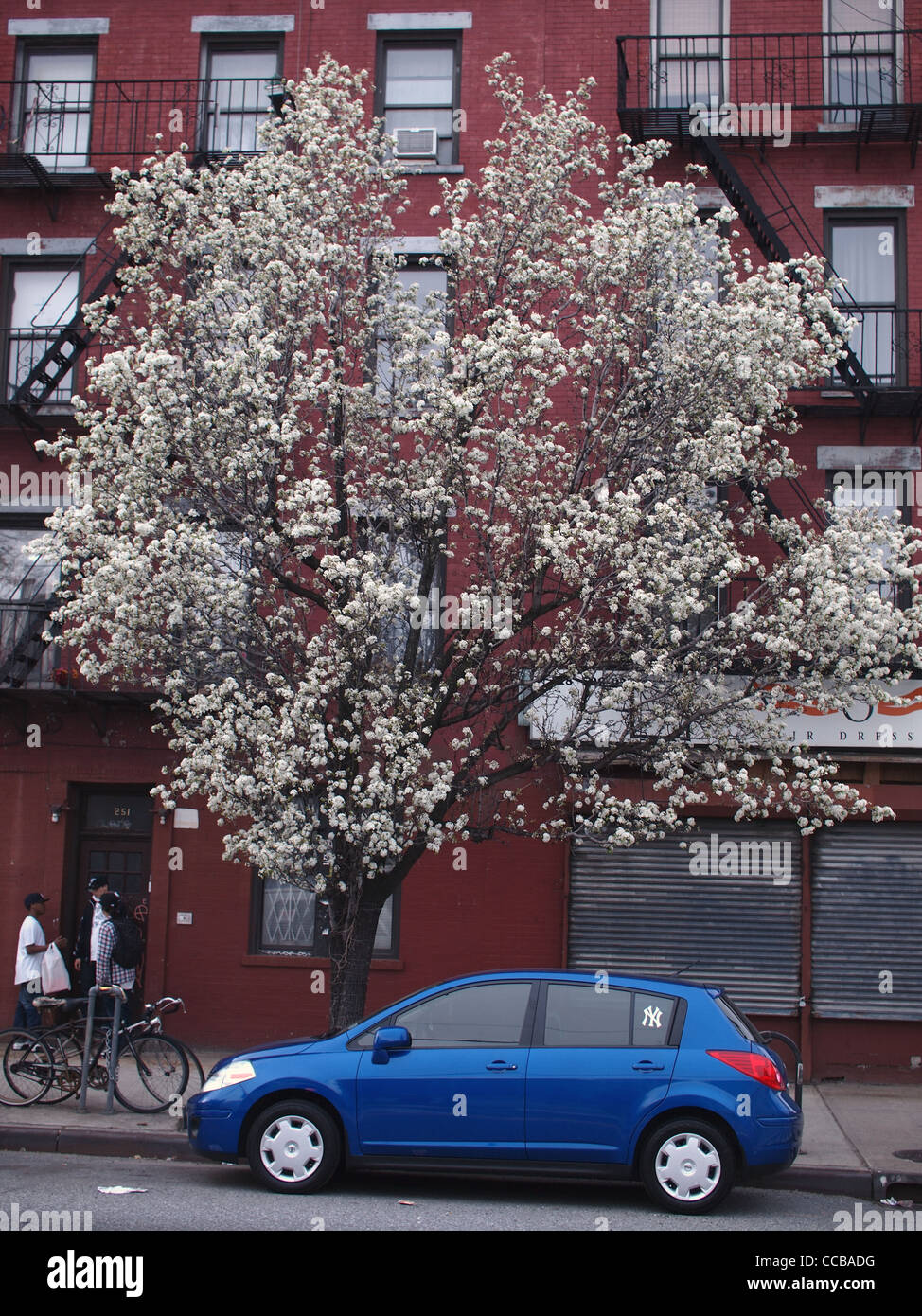 Spring flowers, Brooklyn, New York Stock Photo Alamy