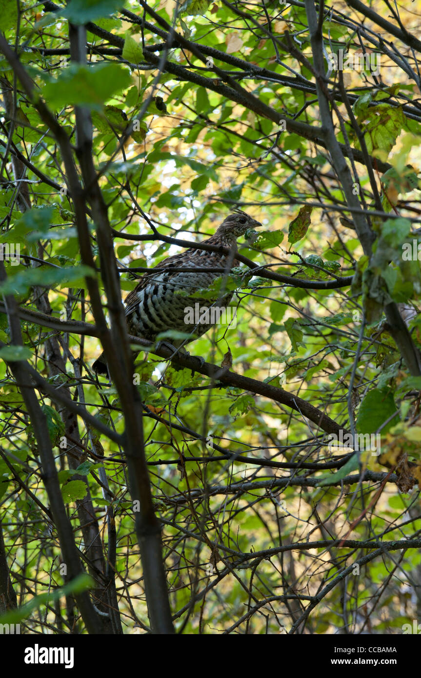 A grouse in a thicket at Namur Lake, Alberta,Canada. Stock Photo