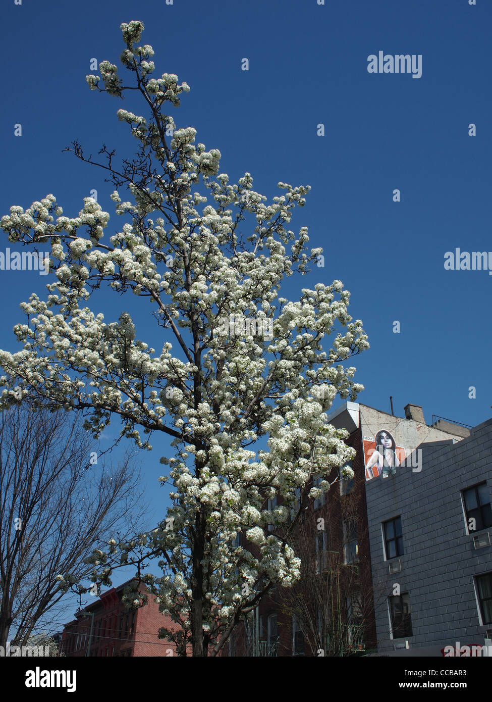 Spring flowers and wall art, Brooklyn, New York Stock Photo Alamy