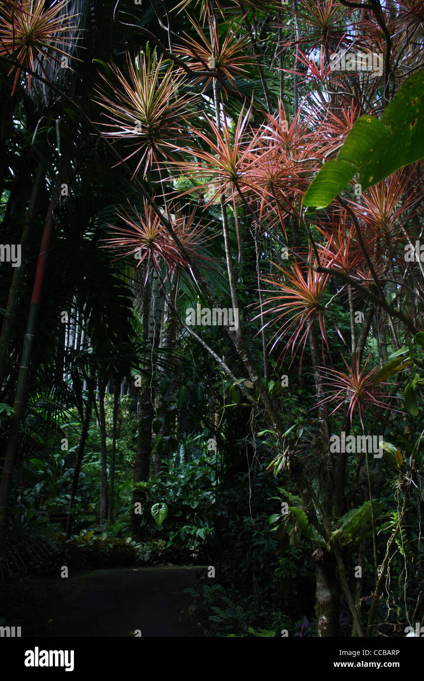 Tropical Rain Forest Rainforest Trail Hawaii Stock Photo - Alamy