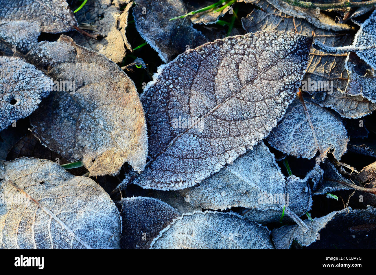 Frost on the ground hi-res stock photography and images - Alamy