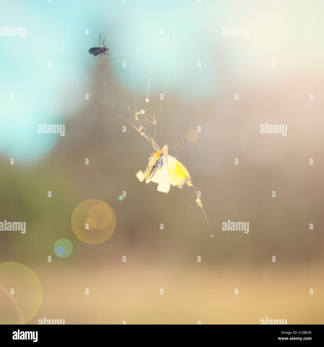 Butterfly Of Death Stock Photos & Butterfly Of Death Stock Images Alamy