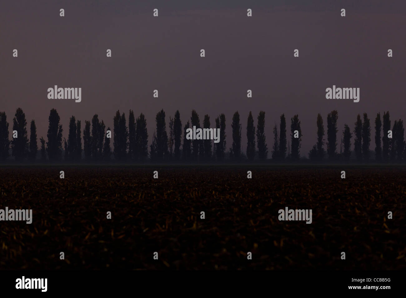 A row of tall thin trees at night Stock Photo