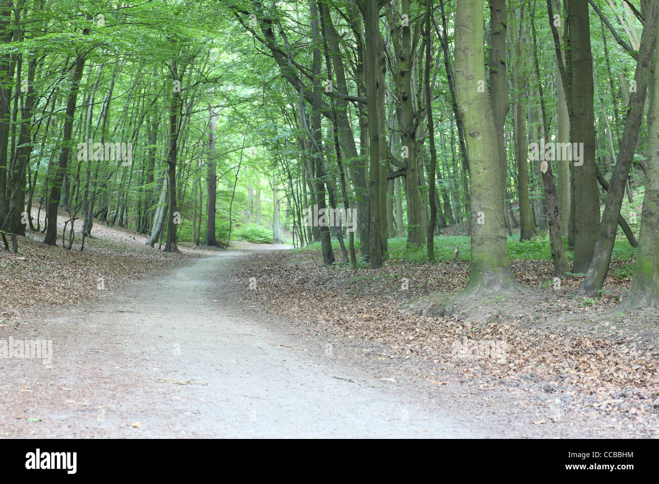 pathway in green forest, nature scenic Stock Photo - Alamy