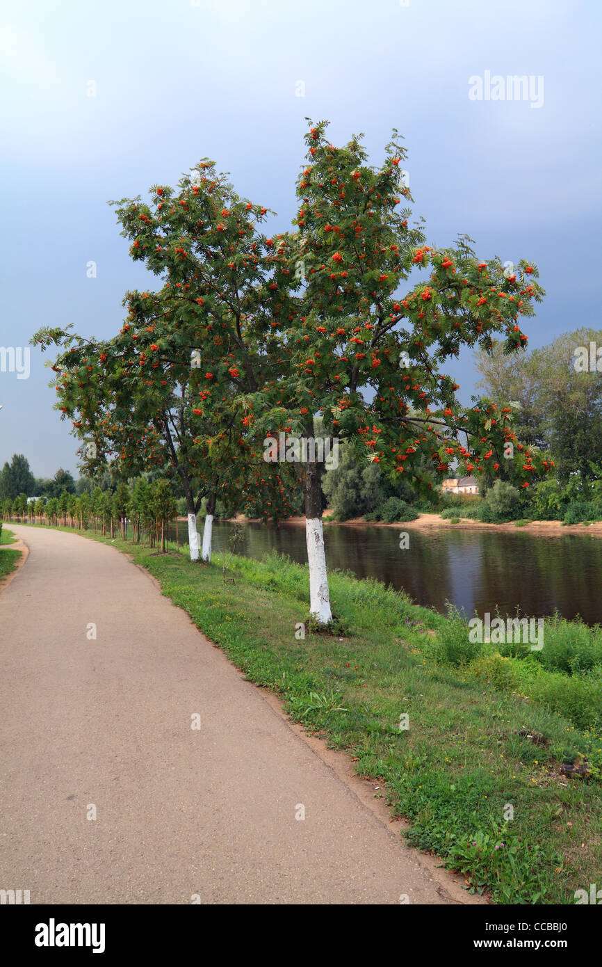 rowanberry in park on coast river Stock Photo