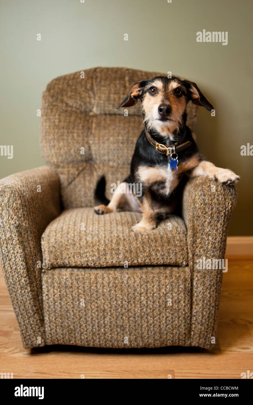 Dachshund sitting on a reclining chair with cute pose Stock Photo